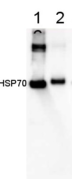 HSP70 | Positive control/quantitation standard in the group Antibodies Plant/Algal / Photosynthesis / Protein standards-quantitation at Agrisera AB (Antibodies for research) (AS08 371S)